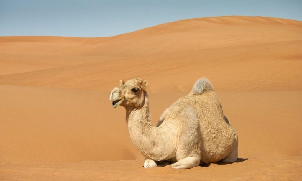 Luxury 4-Day Fes to Marrakech Desert Voyage